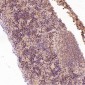 Anti-Dnmt1 Rabbit Monoclonal Antibody